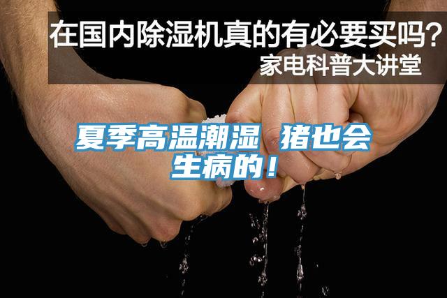夏季高溫潮濕 豬也會(huì)生病的！